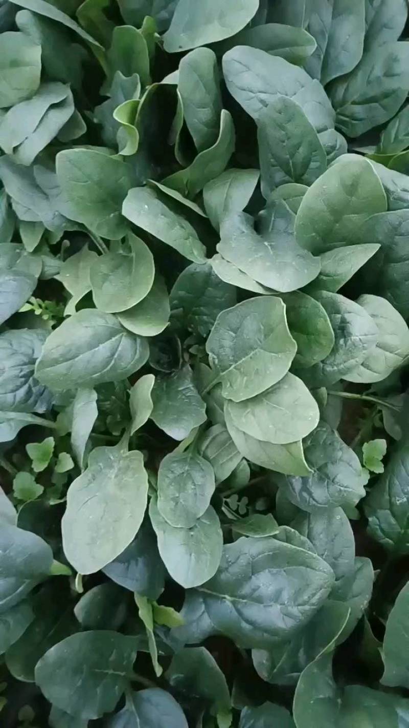 趴地越冬大叶菠菜代收代购