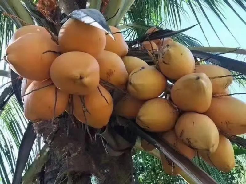 便宜出售椰子苗。