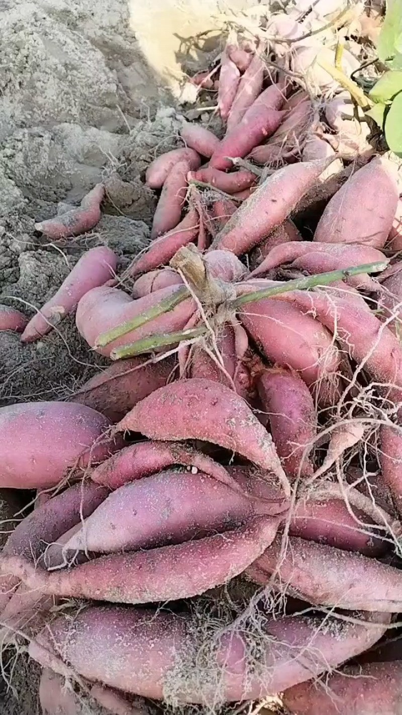 广东陆丰海边沙地湖北大叶红心红薯