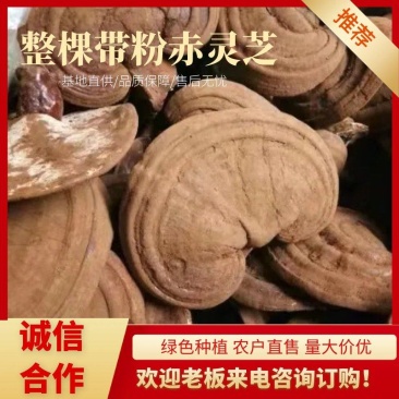 【原产地直邮】带粉赤灵芝农户直销一件代发包邮