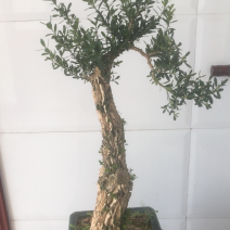 黄杨