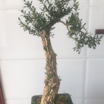 黄杨