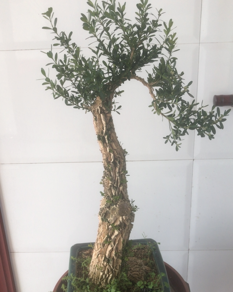 黄杨