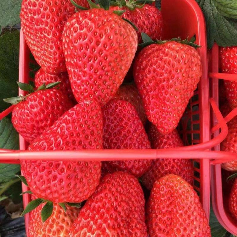 山东产区红颜草莓大量上市，对接商超，产地直发！