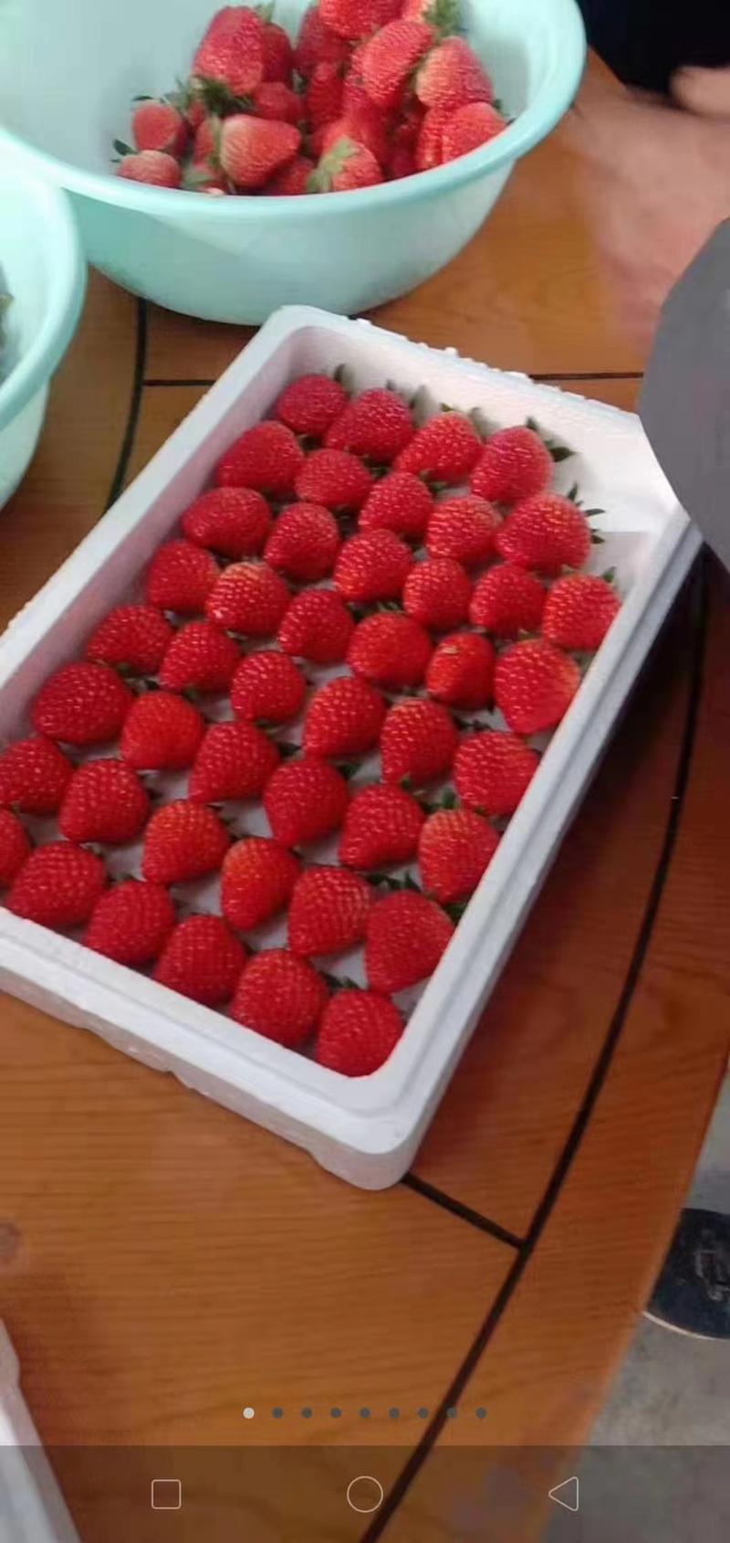 山东产区红颜草莓大量上市，对接商超，产地直发！