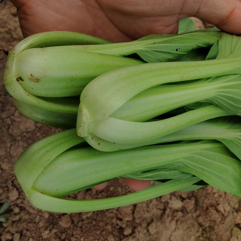 【推荐】小青菜，油菜，上海青，供应市场商超电商
