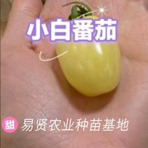 山东潍坊寿光特色小番茄苗白色口感水果番茄苗番茄种