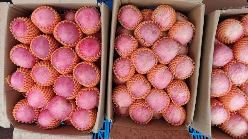 延安宜川精品套袋红富士苹果