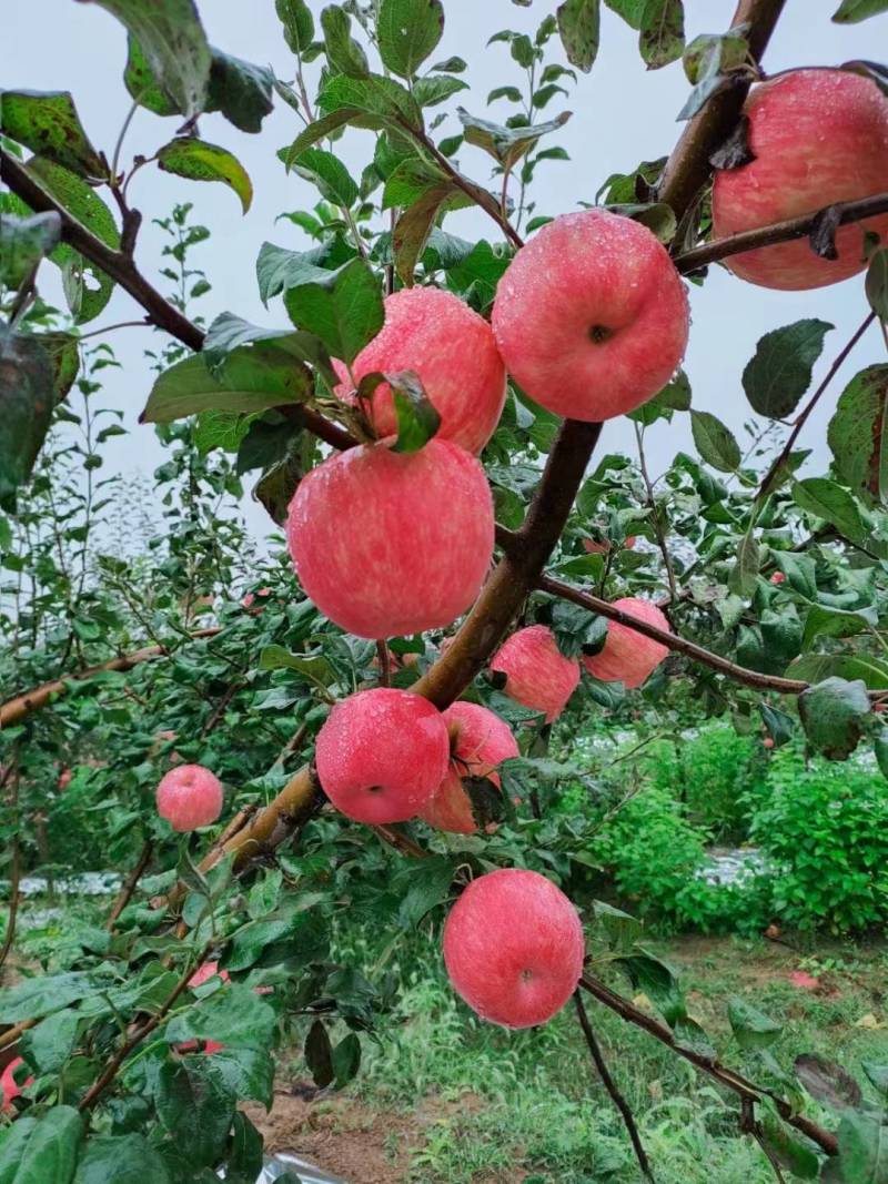 延安宜川精品套袋红富士苹果