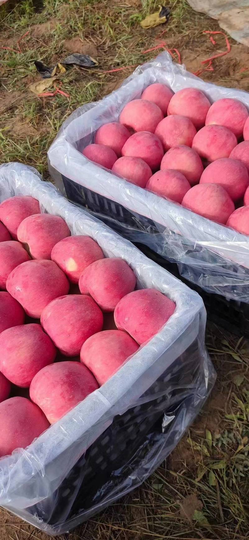 延安宜川精品套袋红富士苹果