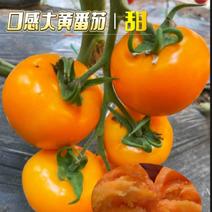 山东潍坊寿光早春水果番茄种子口感大黄西红种子沙瓤番茄种子