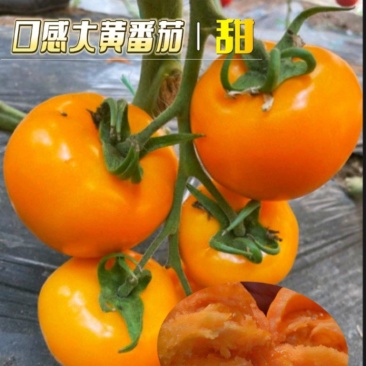 越冬早春水果番茄种子出口品质口感大黄西红种子沙瓤番茄种子