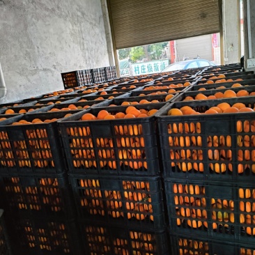 脐橙上市啦！电商，团购，多多，美团，工厂可以联系