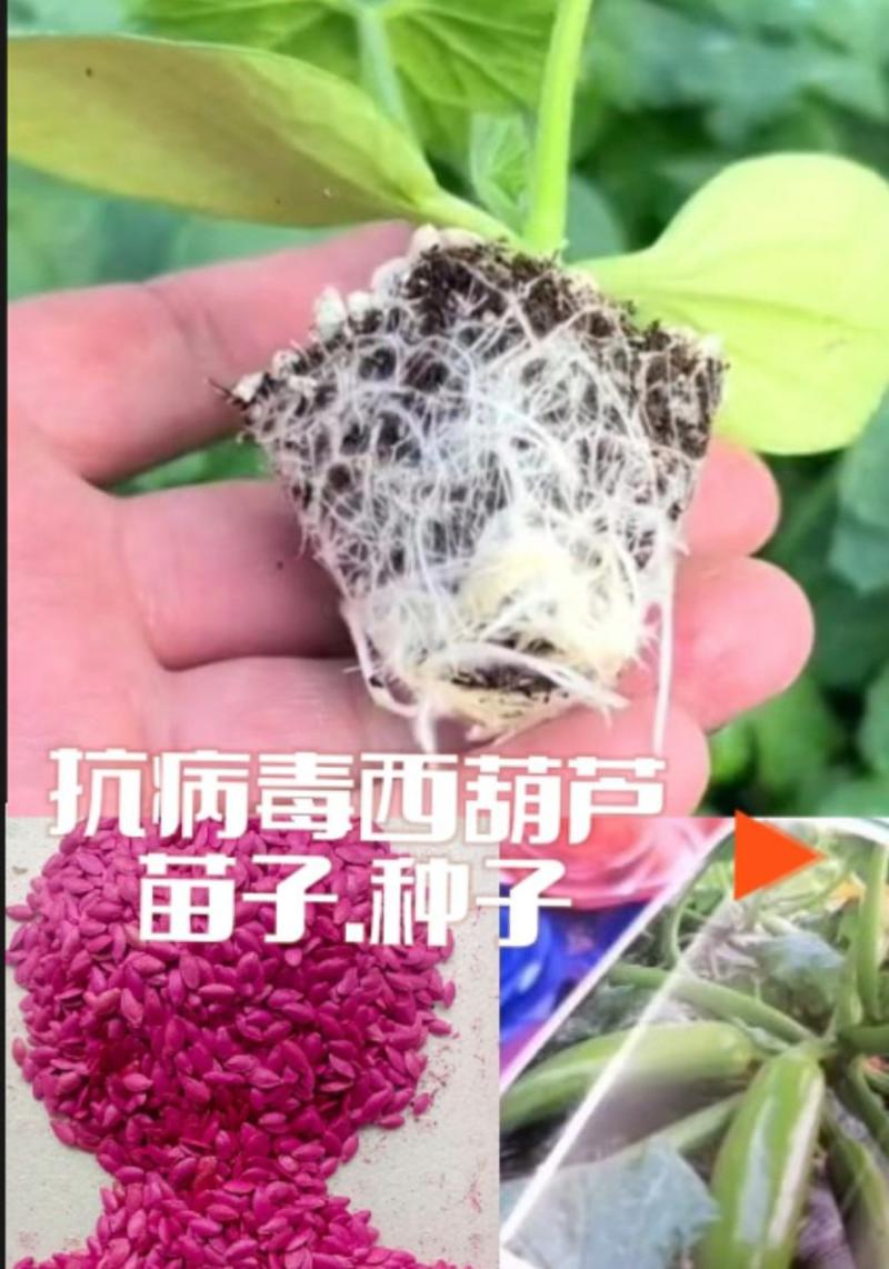 山东潍坊寿光高品质越夏西葫种子露天南方北方专用西葫芦种子