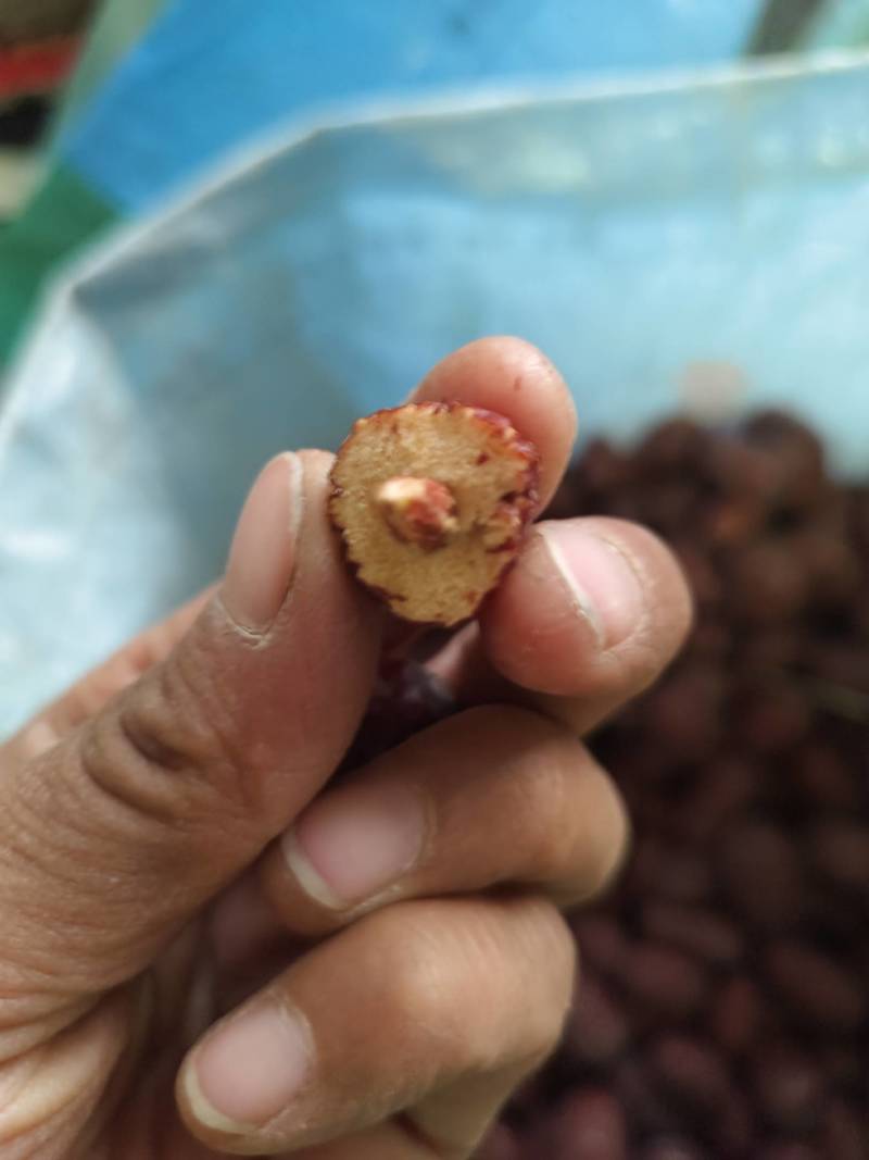 新疆灰枣核小肉厚皮薄，一手货源，产地直供，品质保证