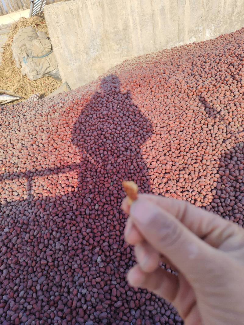 新疆灰枣核小肉厚皮薄，一手货源，产地直供，品质保证