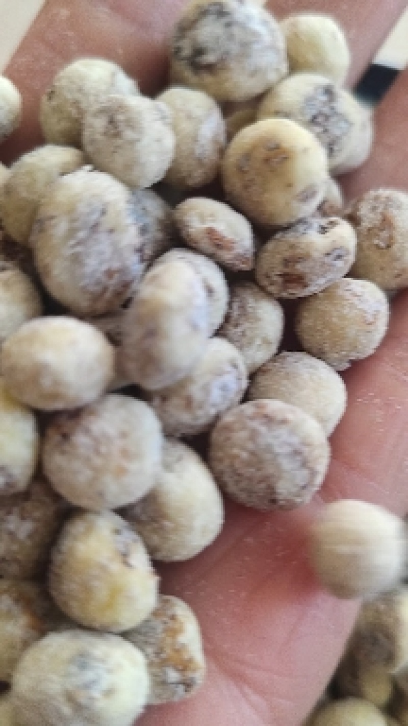新疆脱皮油莎豆，一手货源，产地直发，品质保证，欢迎采购