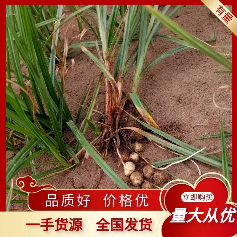 新疆脱皮油莎豆，一手货源，产地直发，品质保证，欢迎采购