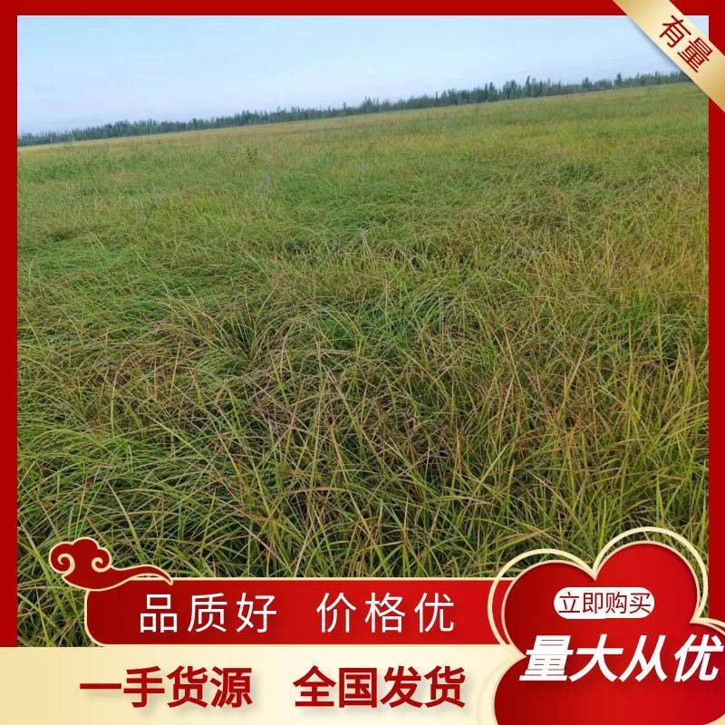 新疆脱皮油莎豆，一手货源，产地直发，品质保证，欢迎采购