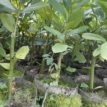 香水柠檬苗四季香水柠檬苗嫁接苗扦插苗优质苗