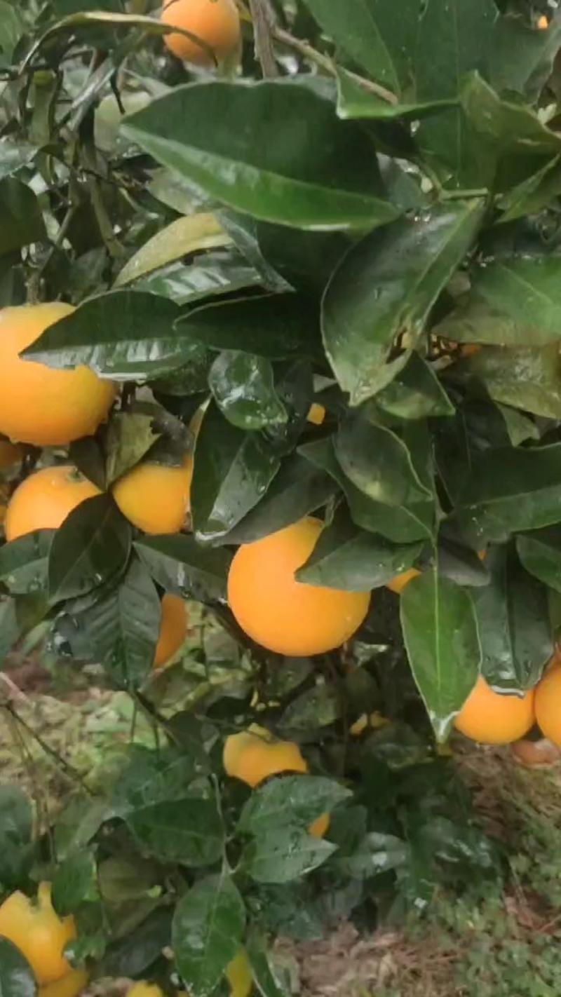 湖南锦蜜冰糖橙，大量有货，品质保证，欢迎来电