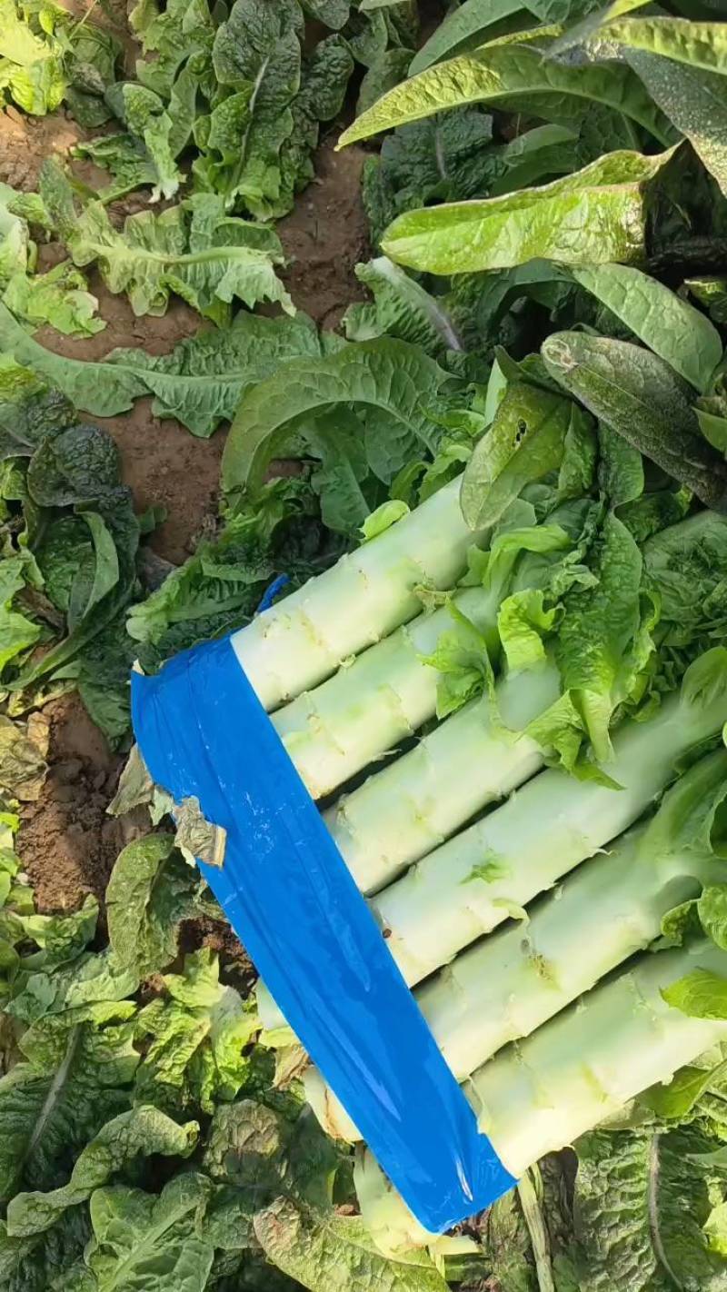 红叶香莴苣安徽莴笋种殖面积广，基地直供，专业工人打包