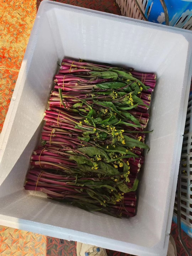 精品红菜苔，产地直发，一手货源，品质保证，价格美丽