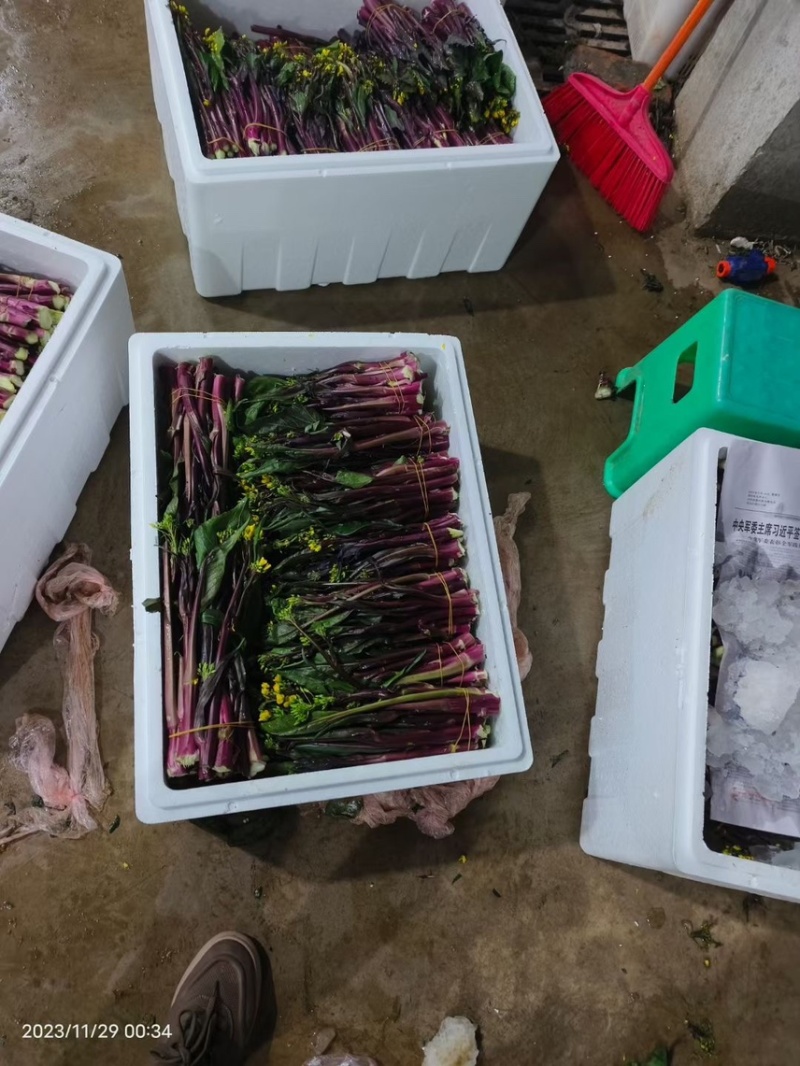 精品红菜苔，产地直发，一手货源，品质保证，价格美丽