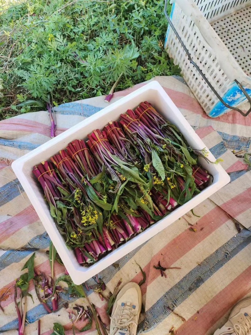 精品红菜苔，产地直发，一手货源，品质保证，价格美丽