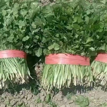 河南省，精品大叶香菜，25公分左右，基地直发，货源充足。