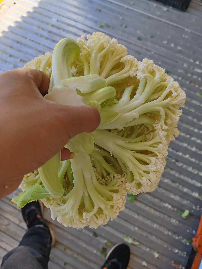 云南精品绿杆小米松花有需要的老板欢迎来电大量有货