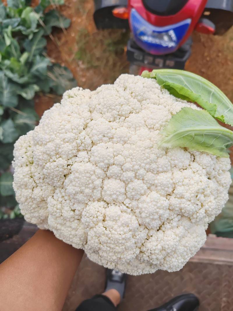 云南精品绿杆小米松花有需要的老板欢迎来电大量有货