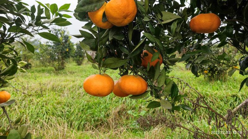 果园直销2023甘平颜色火红12月柑橘约1万斤