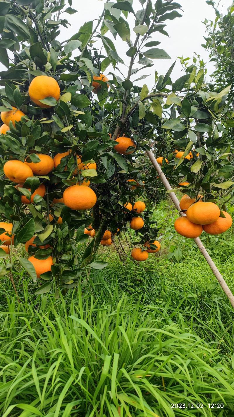 果园直销2023甘平颜色火红12月柑橘约1万斤