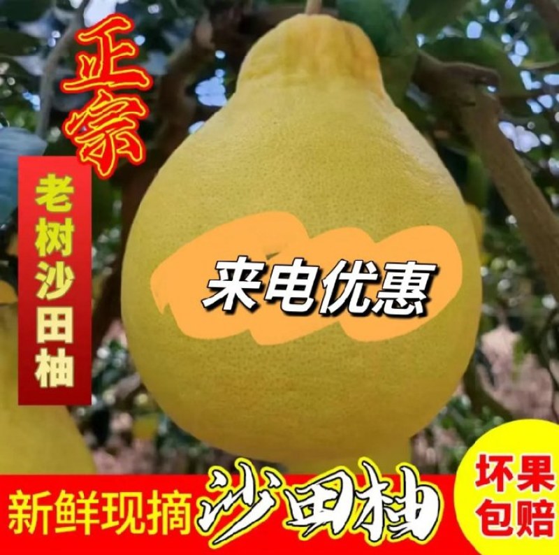 **甜高山老树沙田柚