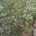 花椒苗，九叶青天知椒芽苗，小苗高度30公分左右，全包邮