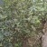 花椒苗，九叶青天知椒芽苗，小苗高度30公分左右，全包邮
