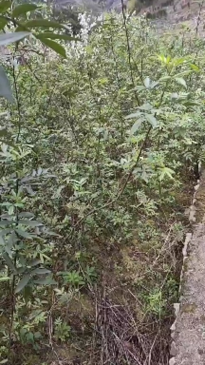 花椒苗，九叶青天知椒芽苗，小苗高度30公分左右，全包邮