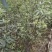 花椒苗，九叶青天知椒芽苗，小苗高度30公分左右，全包邮