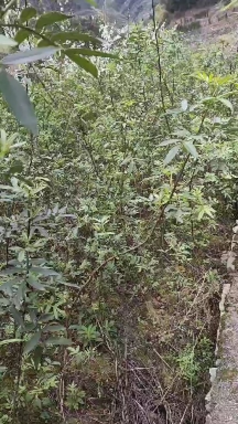 花椒苗，九叶青天知椒芽苗，小苗高度30公分左右，全包邮