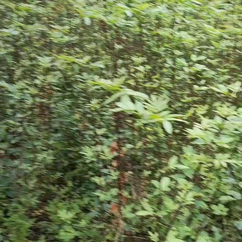 花椒苗，九叶青天知椒芽苗，小苗高度30公分左右，全包邮