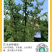 花椒苗，九叶青天知椒芽苗，小苗高度30公分左右，全包邮