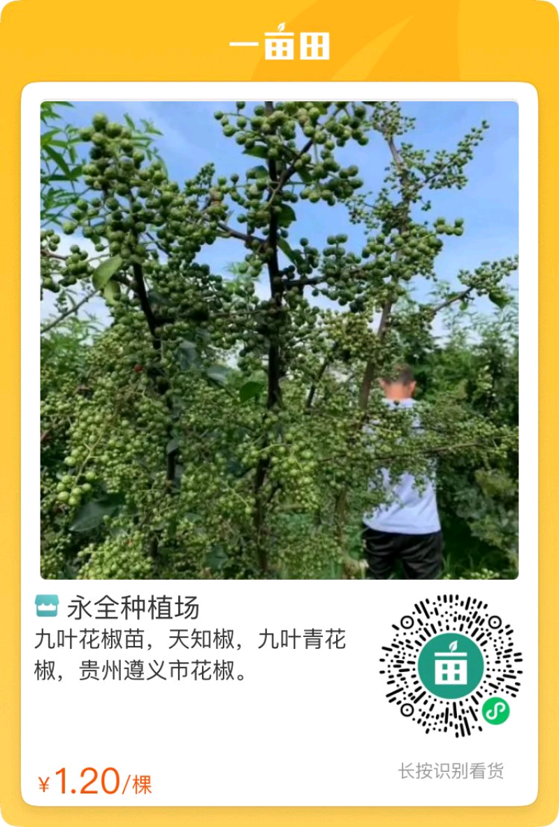 花椒苗，九叶青天知椒芽苗，小苗高度30公分左右，全包邮