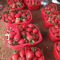新鲜草莓大果40一公斤中果30一公斤小果20一公斤