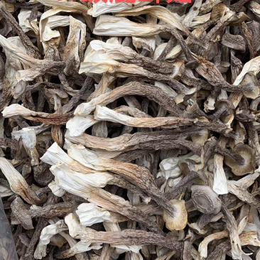 精品鹿茸菇