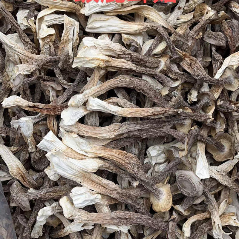 精品鹿茸菇