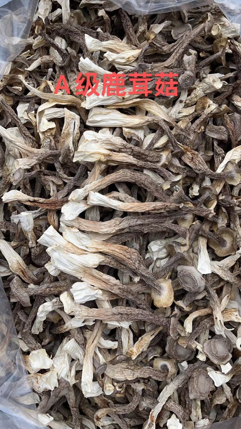 精品鹿茸菇