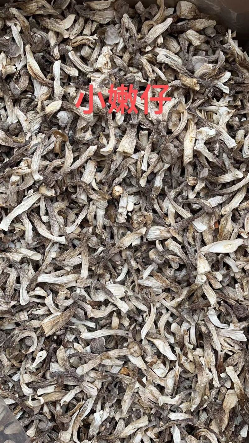 精品鹿茸菇
