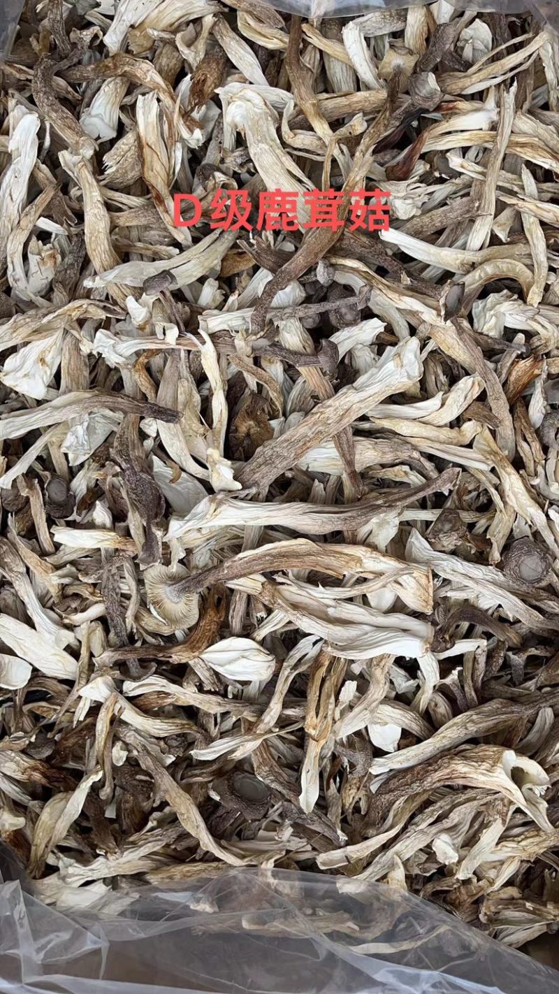 精品鹿茸菇