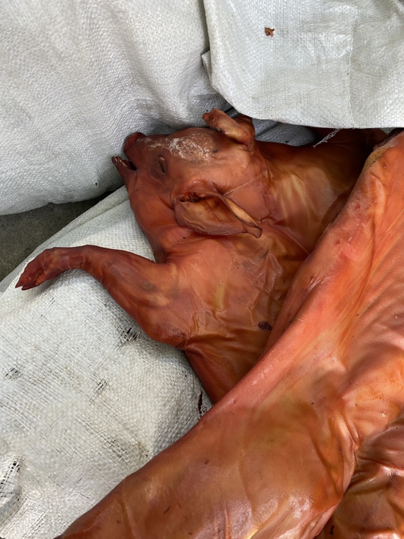 整只烤乳猪烟熏小香猪10-12斤左右